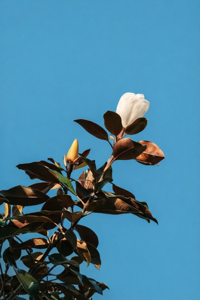 Magnolia Альта час цвітіння